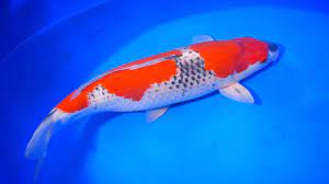 Ikan Koi Goshiki